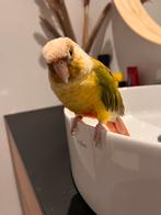 Tamme Pyrrhura Pop, Dieren en Toebehoren, Vrouwelijk