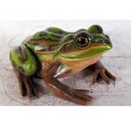 Green and Golden Bell Frog – Kikker beeld Lengte 35 cm