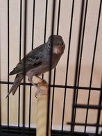 Couple raza Español 45€, Dieren en Toebehoren, Vogels | Kanaries