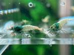 blue steel, Kreeft, Krab of Garnaal, Zoetwatervis, Schoolvis