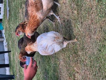 Araucana kippen te koop !!, Plusieurs animaux, Poule ou poulet