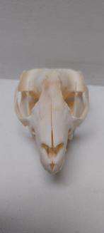 Crâne Opossum cabinet de curiosités, Crâne, Animal sauvage, Enlèvement ou Envoi, Neuf