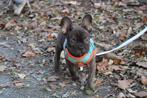 Franse Bulldog teef choco brindle, Dieren en Toebehoren, België, 8 tot 15 weken, Teef, Bulldog