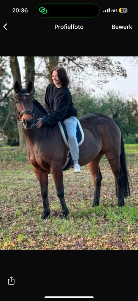 Lief pittig paardje te koop, Dieren en Toebehoren, Paarden, Merrie, Zadelmak, Minder dan 160 cm, 7 tot 10 jaar, Recreatiepaard