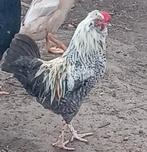 Haan te koop., Dieren en Toebehoren