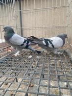 Takla mardin, Dieren en Toebehoren, Vogels | Duiven
