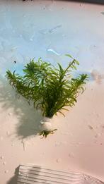 Aqarium plant stekjes, Dieren en Toebehoren, Vissen | Aquaria en Toebehoren, Ophalen, Plant(en), Steen of Hout