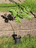 Bomen, klimplanten en fruit, Ophalen, In pot