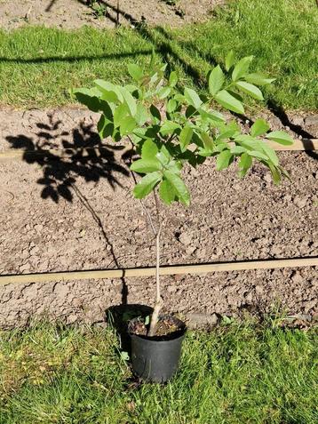 Bomen, klimplanten en fruit, Tuin en Terras, Ophalen, In pot