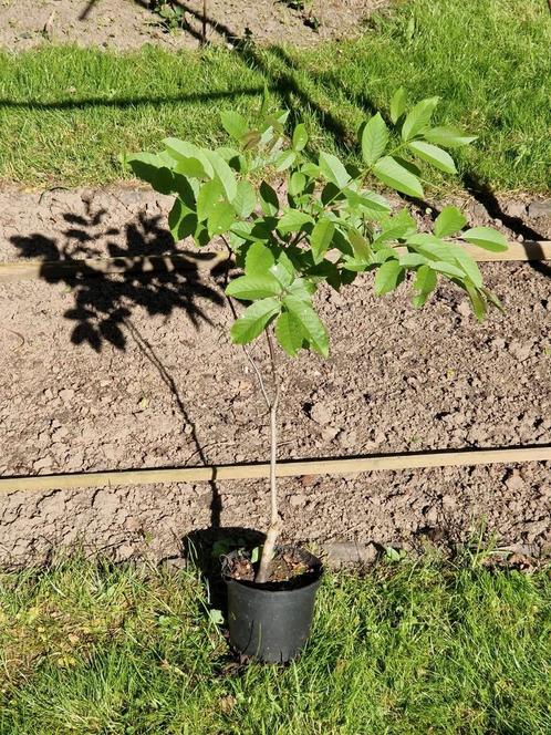 Bomen, klimplanten en fruit, Tuin en Terras, Planten | Fruitbomen, In pot, Ophalen