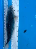 40 cm koi, Dieren en Toebehoren, Vissen | Vijvervissen, Karper of Koi