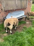 Baggerbonte bok, Dieren en Toebehoren, Mannelijk, Schaap, 3 tot 5 jaar