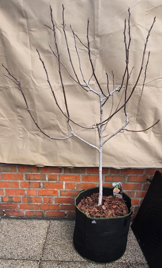 Vijgenboom Ficus carica 'HARDY FIG', Tuin en Terras, Planten | Fruitbomen, Vijgenboom, 100 tot 250 cm, Halfschaduw, Herfst, In pot