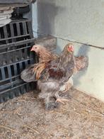 Koppel brahma zalm, Meerdere dieren, Kip