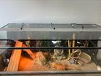 Terrarium reptiel + Baardagaam, Dieren en Toebehoren, Ophalen, Zo goed als nieuw