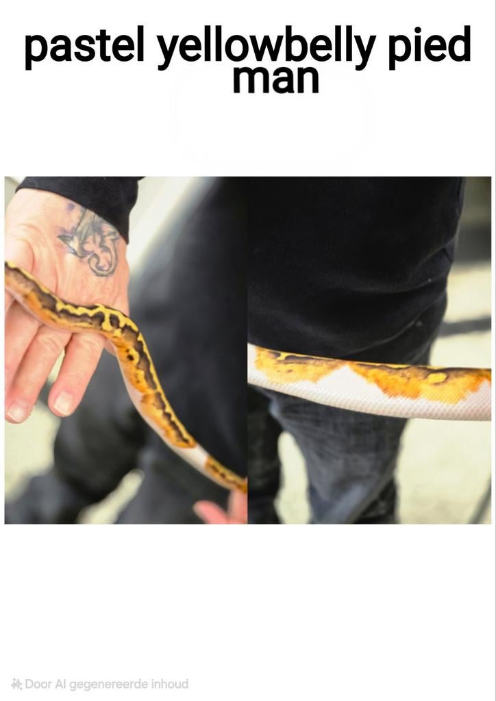 Pastel yellowbelly pied