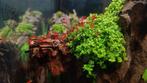 Crevettes Fire Red Neocaridina, Animaux & Accessoires, Poissons | Poissons d'aquarium, Homard, Crabe ou Crevette, Poisson d'eau douce