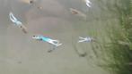 Poisson Guppy Endler Blue Japan, Ophalen