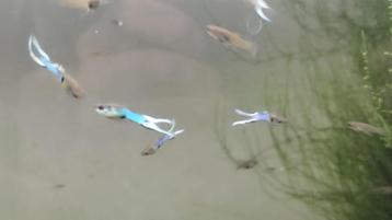 Poisson Guppy Endler Blue Japan beschikbaar voor biedingen