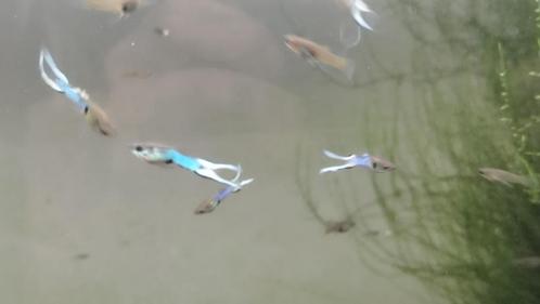 Poisson Guppy Endler Blue Japan, Dieren en Toebehoren, Overige Dieren-accessoires, Ophalen