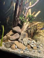 Galets pour aquarium, Animaux & Accessoires, Poissons | Aquariums & Accessoires, Enlèvement