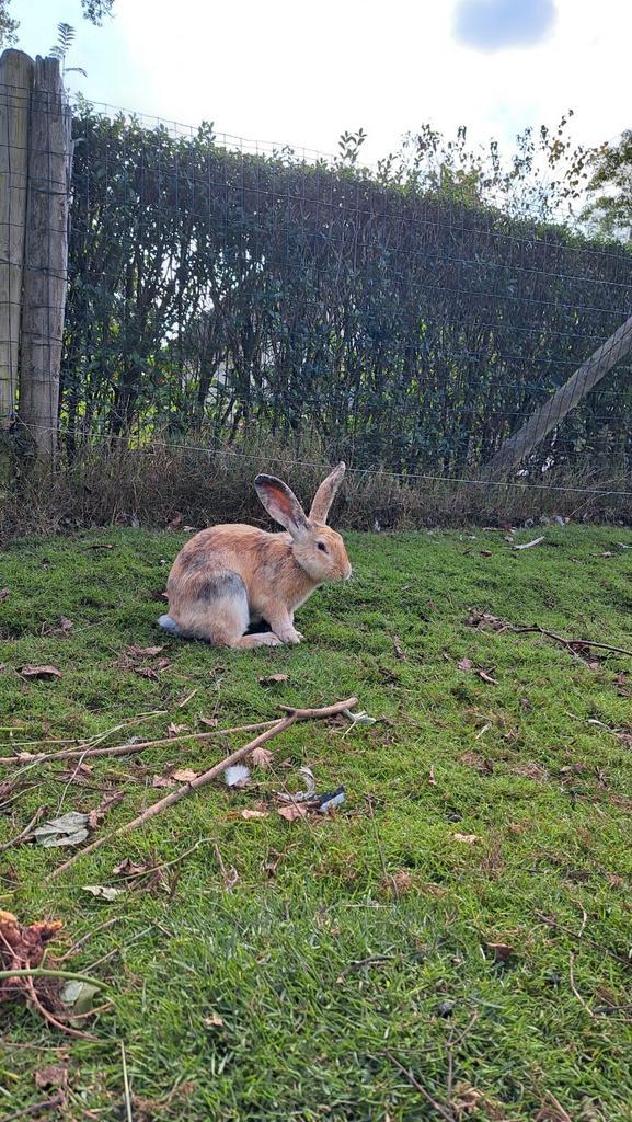 Vlaamse Reus, Dieren en Toebehoren, Konijnen, Klein
