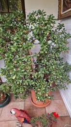 Crassula ovata plant, Ophalen, Gebruikt