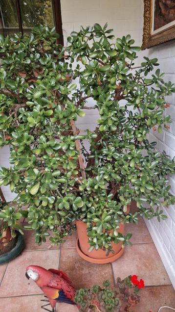 Crassula ovata plant  beschikbaar voor biedingen