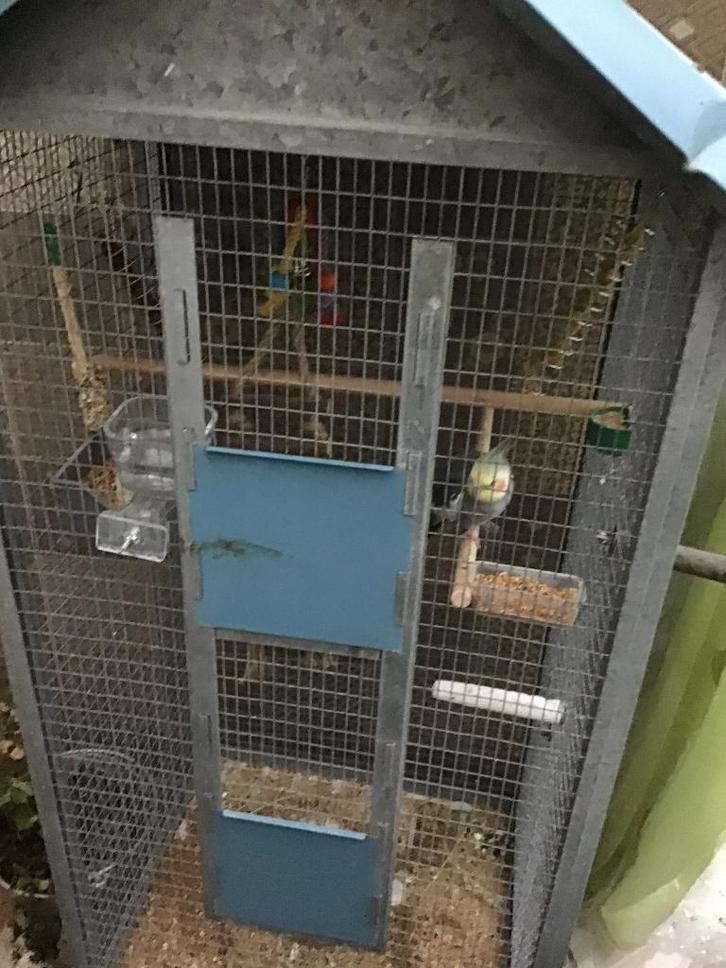 grande cage pour perruche calopsitte avec un calopsitte mâle, Dieren en Toebehoren, Vogels | Hokken en Kooien, Gebruikt, Vogelkooi