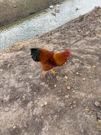 Hanen te koop, Dieren en Toebehoren, Pluimvee, Mannelijk, Kip