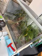 Terrarium, Dieren en Toebehoren, Ophalen, Gebruikt, Terrarium of Paludarium