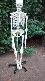 skelet, Diversen, Ophalen, Zo goed als nieuw