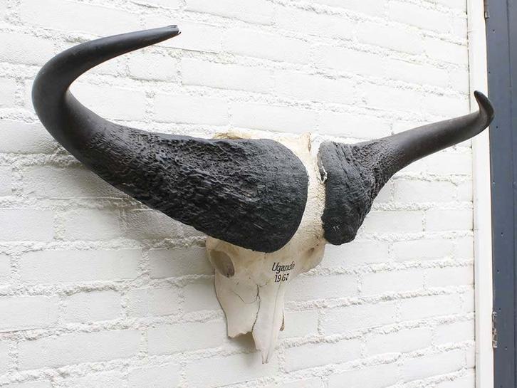 Schedel KAAPSE BUFFEL / KAFFER BUFFEL Oeganda 1967 (gewei), Collections, Collections Animaux, Utilisé, Crâne, Animal sauvage, Enlèvement