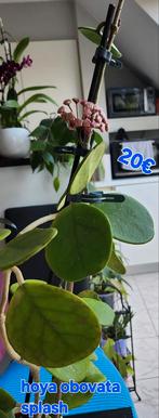 Hoya obovata splash, Huis en Inrichting, Kamerplanten, Ophalen of Verzenden