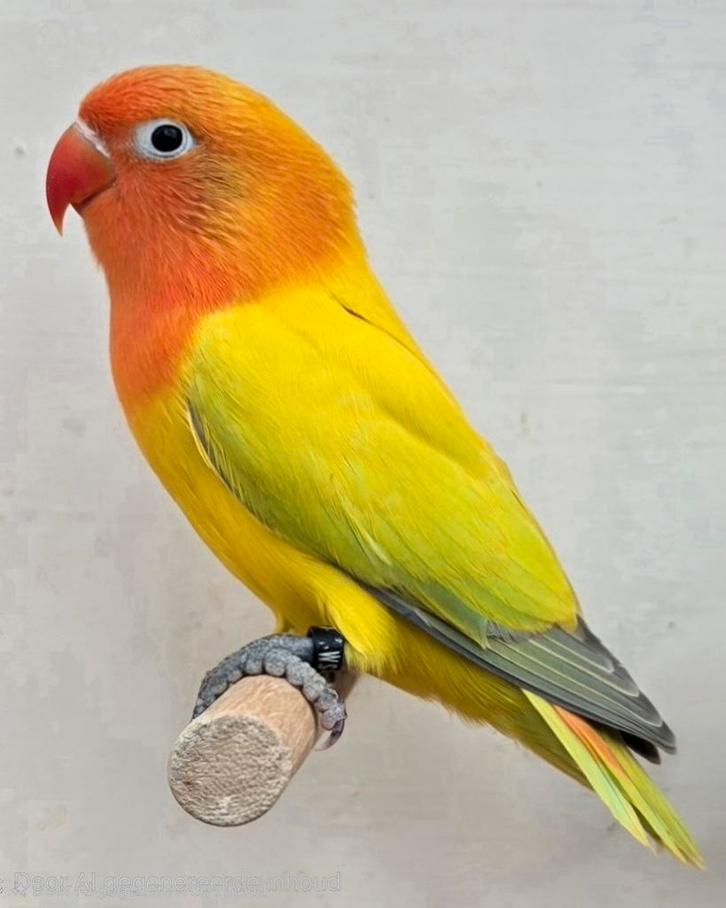 2 Euwing Dilute/Opaline mannen 2025, Dieren en Toebehoren, Vogels | Parkieten en Papegaaien, Dwergpapegaai of Agapornis, Mannelijk