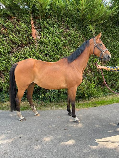 Fokmerrie for Pleasure x Lanser III, Dieren en Toebehoren, Paarden, Merrie, Z