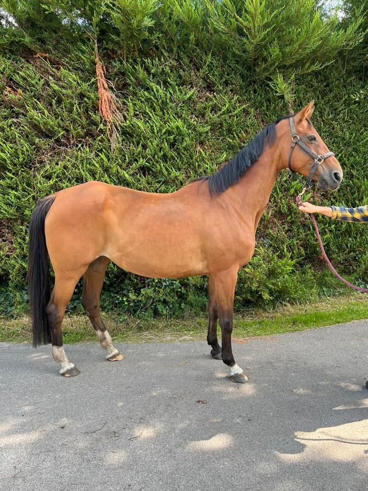Fokmerrie for Pleasure x Lanser III, Dieren en Toebehoren, Paarden, Merrie, Z