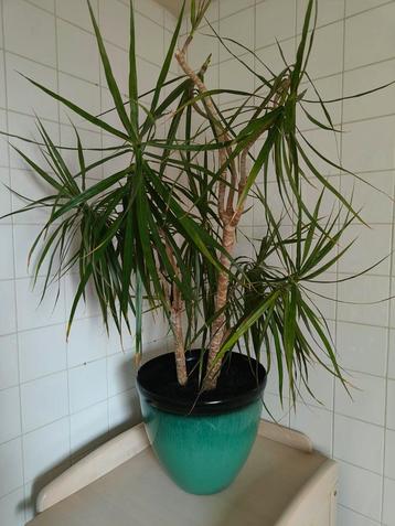 Dracanea Marginata hoogte 120-125 cm beschikbaar voor biedingen