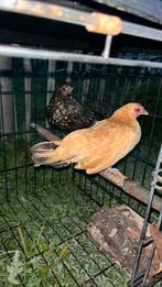 Kippen, Dieren en Toebehoren, Pluimvee, Vrouwelijk, Kip