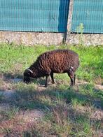 Ouessant bok, Dieren en Toebehoren, Schapen, Geiten en Varkens, Mannelijk, Schaap, 0 tot 2 jaar