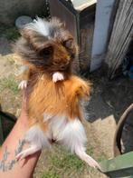 Jonge cavia’s, Dieren en Toebehoren, Knaagdieren, Mei, Cavia, Tam