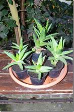 Aloe (meerdere stuks in voorraad), Huis en Inrichting, Kamerplanten, Cactus, Ophalen