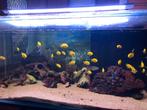 Aquariums met vissen(zoet en zout), Dieren en Toebehoren, Zoutwatervis