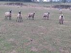 6 schapen boklammeren te koop, Dieren en Toebehoren, Schapen, Geiten en Varkens, Mannelijk, Schaap, 0 tot 2 jaar