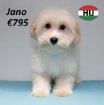 Maltipoo - Prachtige pups te koop, 15 weken tot 1 jaar, Buitenland, CDV (hondenziekte), Meerdere