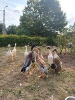 Prachtige natuurbroed woerden te koop, Animaux & Accessoires, Volatiles, Mâle, Canard