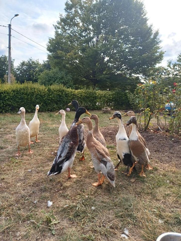 Prachtige natuurbroed woerden te koop, Animaux & Accessoires, Volatiles, Canard, Mâle