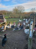 Kalkoenen, Dieren en Toebehoren, Pluimvee, Meerdere dieren, Kalkoen