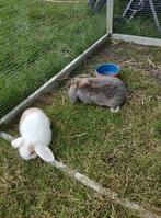 Nederlandse hangoordwerg konijntjes, Dieren en Toebehoren, Konijnen, Meerdere dieren, Dwerg, Hangoor, 0 tot 2 jaar