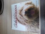 de australian labradoodle, Ophalen of Verzenden, Nieuw